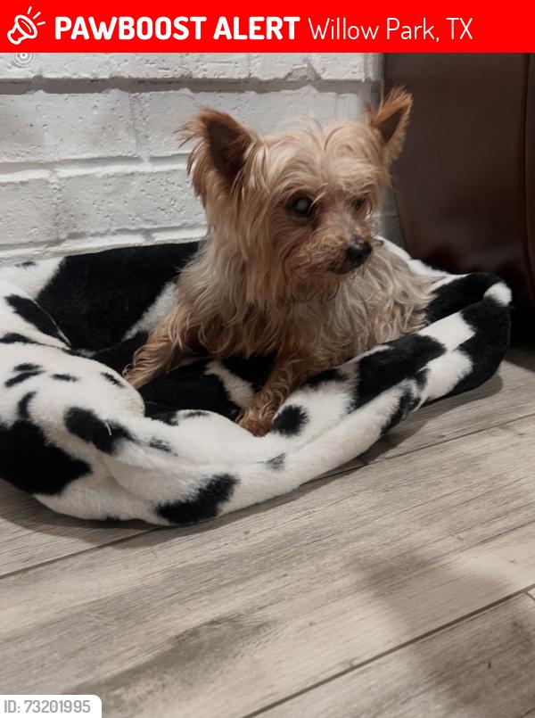 Lost Male Dog last seen Knights Bridge rd and Royal View, Willow Park, TX 76087