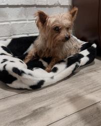 Lost Male Dog last seen Knights Bridge rd and Royal View, Willow Park, TX 76087