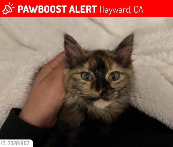 Lost Female Cat last seen Cherry Land, Hayward, CA 94541