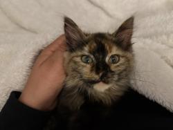 Lost Female Cat last seen Cherry Land, Hayward, CA 94541