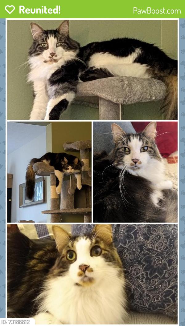 Reunited Male Cat last seen River Styx Rd between Seville Rd and Greenwich Rd., Wadsworth, OH 44281