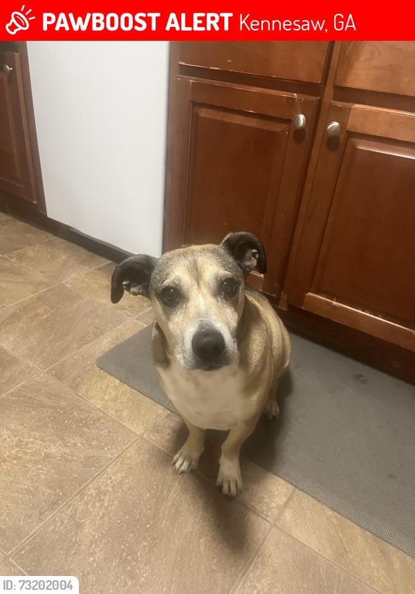 Lost Male Dog last seen Shillings Rd., Kennesaw, GA 30152