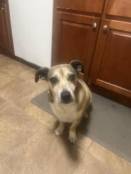 Lost Male Dog last seen Shillings Rd., Kennesaw, GA 30152