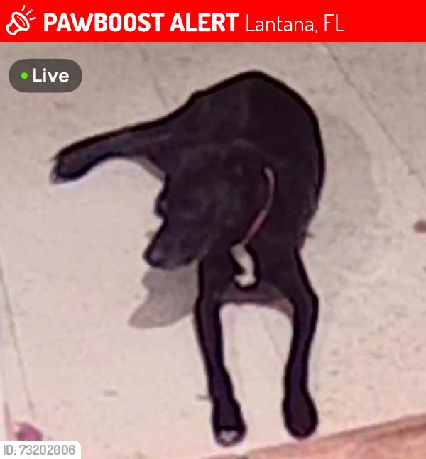 Lost Female Dog last seen Ocean drive / barefoot lane, Lantana, FL 33462