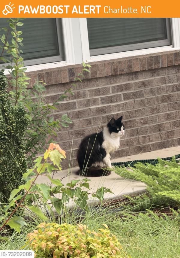 Found/Stray Unknown Cat last seen Statesville and Datha Ave, Charlotte, NC 28269