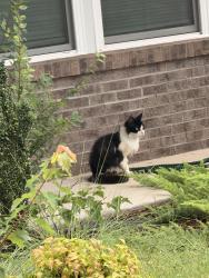 Found/Stray Unknown Cat last seen Statesville and Datha Ave, Charlotte, NC 28269
