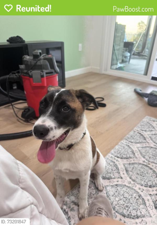 Reunited Female Dog last seen Foothill, Vista, CA 92084