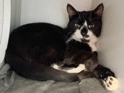 Shelter Stray Male Cat last seen Delancy Street, NEW YORK, NY, 10002, 326 E 110th St, New York, NY 10029, USA