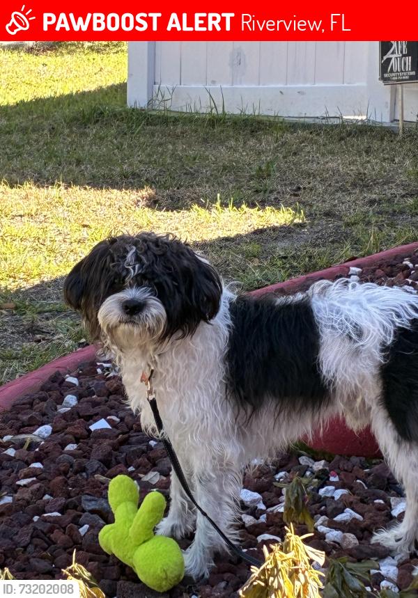 Lost Male Dog last seen Near cocoa beach dr, Riverview, FL 33569
