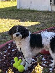 Lost Male Dog last seen Near cocoa beach dr, Riverview, FL 33569