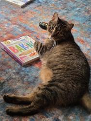 Lost Male Cat last seen In the hse (7365 Palmleaf lane), Columbus, OH 43235