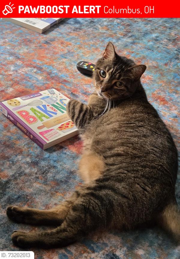 Lost Male Cat last seen In the hse (7365 Palmleaf lane), Columbus, OH 43235