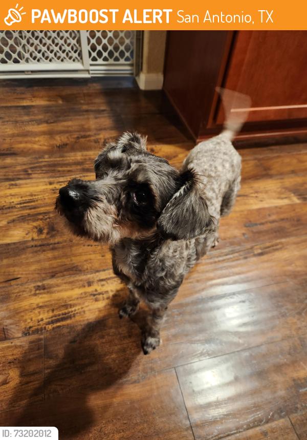 Found/Stray Female Dog last seen Peco flts, San Antonio, TX 78251