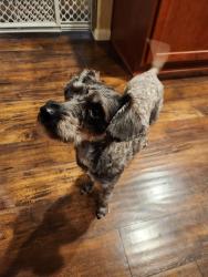 Found/Stray Female Dog last seen Peco flts, San Antonio, TX 78251