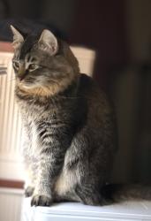 Reunited Female Cat last seen Parkcrest/millplain/mountainview high school, Vancouver, WA 98683