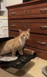 Found/Stray Male Cat last seen Davis Dr, Caledon, ON 