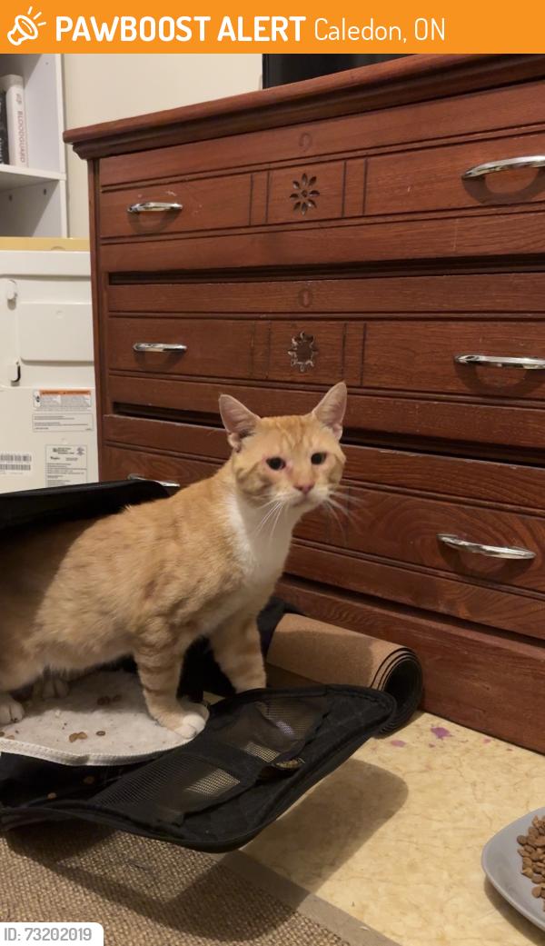 Found/Stray Male Cat last seen Davis Dr, Caledon, ON 