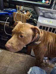 Lost Male Dog last seen Oaklawn st homosassa green acres, Homosassa Springs, FL 34446