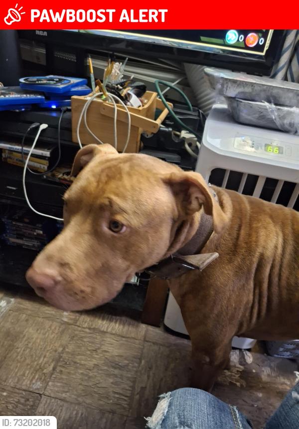 Lost Male Dog last seen Oaklawn st homosassa green acres, Homosassa Springs, FL 34446