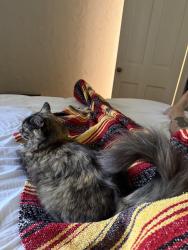 Lost Female Cat last seen Fraser and Bridge street, Selwyn, ON K0L 2H0