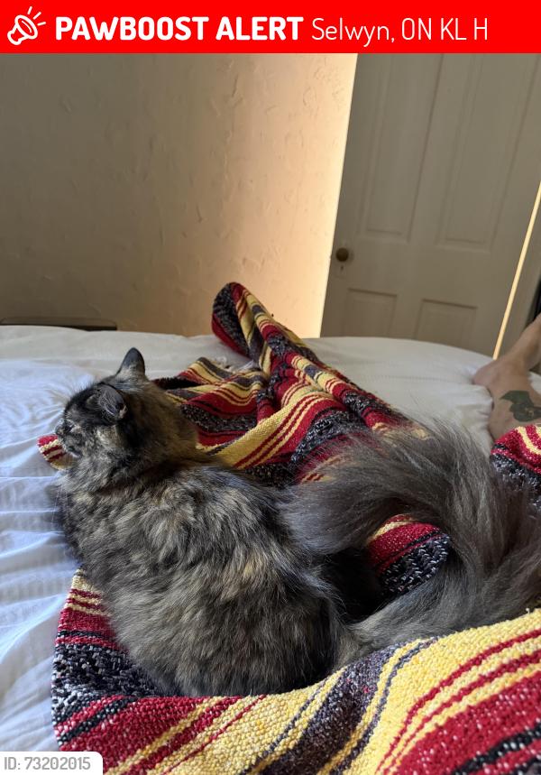 Lost Female Cat last seen Fraser and Bridge street, Selwyn, ON K0L 2H0