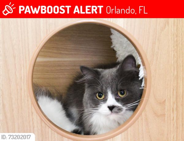 Lost Male Cat last seen Niagara Falls CT, Orlando, FL 32825