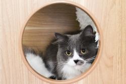 Lost Male Cat last seen Niagara Falls CT, Orlando, FL 32825