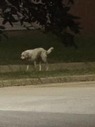 Found/Stray Unknown Dog last seen Forrestal & wynn terrace, Arlington, TX 76010