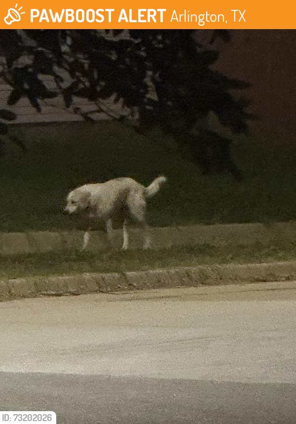 Found/Stray Unknown Dog last seen Forrestal & wynn terrace, Arlington, TX 76010