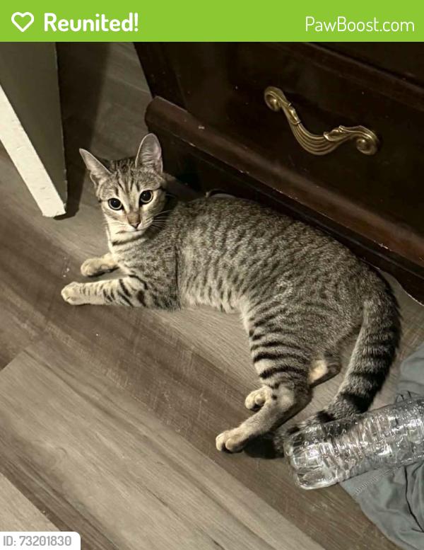 Reunited Female Cat last seen Near Newmark San Bernardino ca 92407, San Bernardino, CA 92407