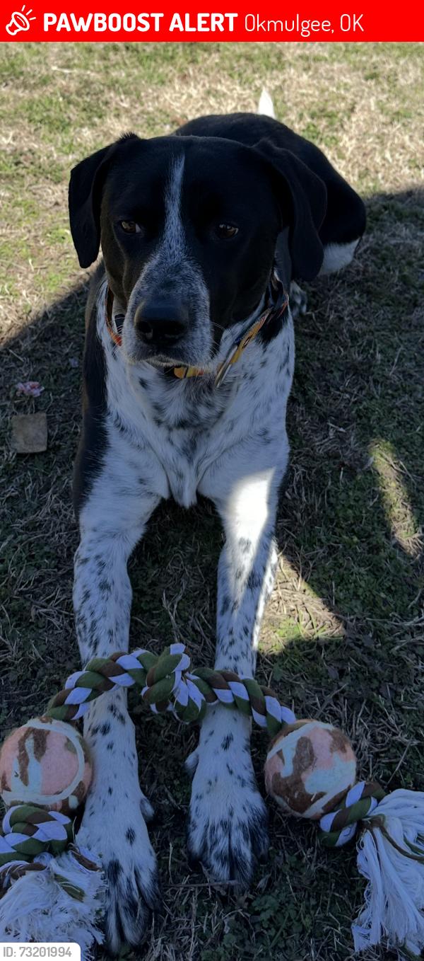 Lost Male Dog last seen Lake Street between 12th &13th, Okmulgee, OK 74447