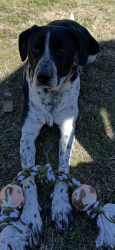 Lost Male Dog last seen Lake Street between 12th &13th, Okmulgee, OK 74447
