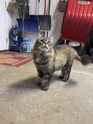 Reunited Unknown Cat last seen autumn hill / weshtheights, Kitchener, ON N2N 1K9