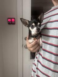 Reunited Male Dog last seen Houston Avenue and third Street, League City, TX 77573