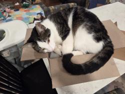 Lost Female Cat last seen 48th Ave NE and NE 50th Street, Seattle, WA 98105