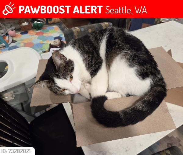 Lost Female Cat last seen 48th Ave NE and NE 50th Street, Seattle, WA 98105
