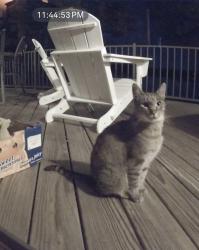 Found/Stray Unknown Cat last seen Allegan Dam Rd and Lake Dr, Valley Township, MI 49010