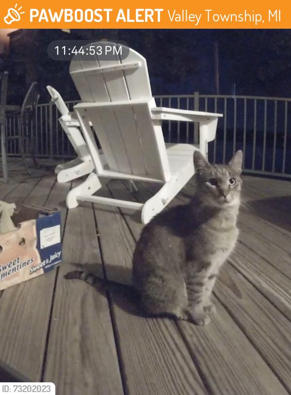 Found/Stray Unknown Cat last seen Allegan Dam Rd and Lake Dr, Valley Township, MI 49010