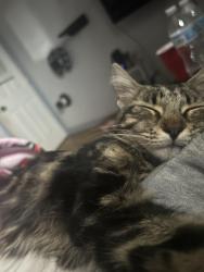Lost Female Cat last seen Biddle, Hatton, Bautista, San Diego, CA 92111