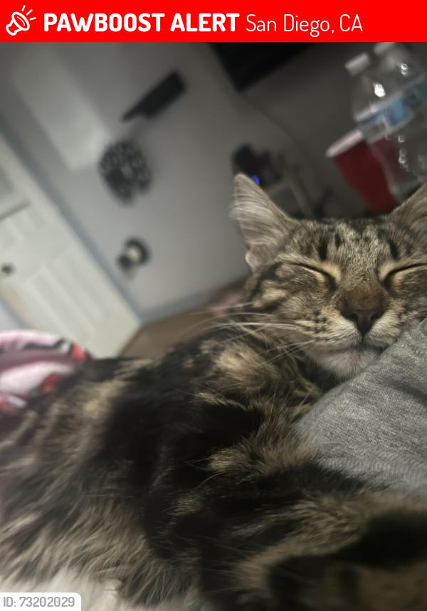Lost Female Cat last seen Biddle, Hatton, Bautista, San Diego, CA 92111