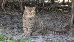 Reunited Male Cat last seen Tuskawilla road, Winter Park, FL 32792