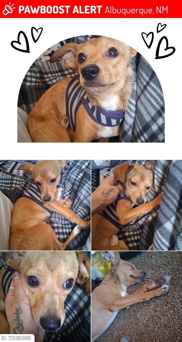 Lost Male Dog last seen Edith ,tramway and second street, Albuquerque, NM 87114