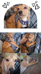 Lost Male Dog last seen Edith ,tramway and second street, Albuquerque, NM 87114