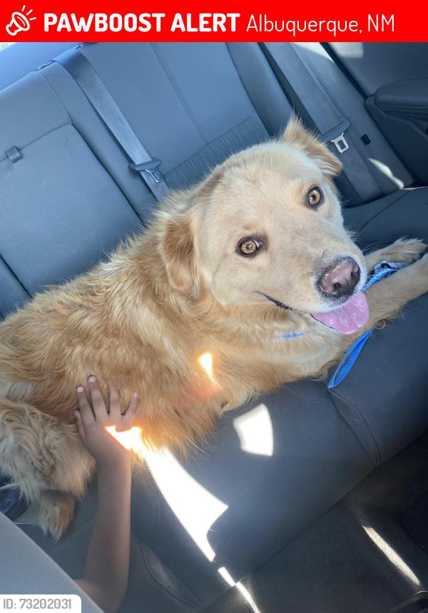 Lost Male Dog last seen Unser and arenal, Albuquerque, NM 87121