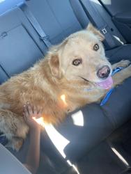 Lost Male Dog last seen Unser and arenal, Albuquerque, NM 87121