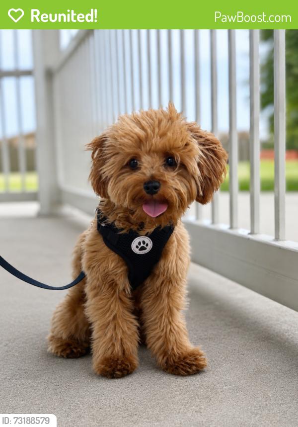 Reunited Male Dog last seen Terry and 36, Richmond, TX 77469