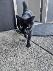 Found/Stray Female Cat last seen SE Lee Ave & SE Oak Grove Blvd, Milwaukie, OR 97267