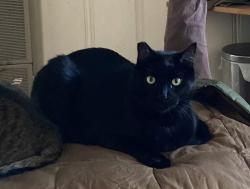 Reunited Male Cat last seen Summitrose Street and Hillrose Avenue, Los Angeles, CA 91042