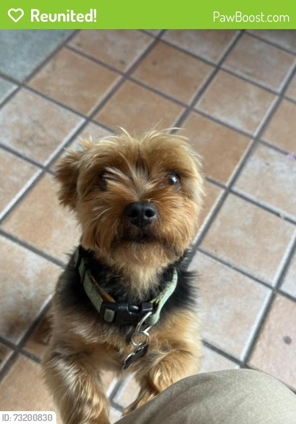 Reunited Male Dog last seen Main st and E Washington Blvd, Los Angeles, CA 90007