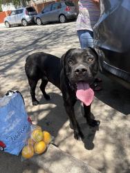 Found/Stray Female Dog last seen De Garmo Ave. & Polk St., Los Angeles, CA 91342